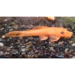 Sugemalle Ansistrus SuperRED 